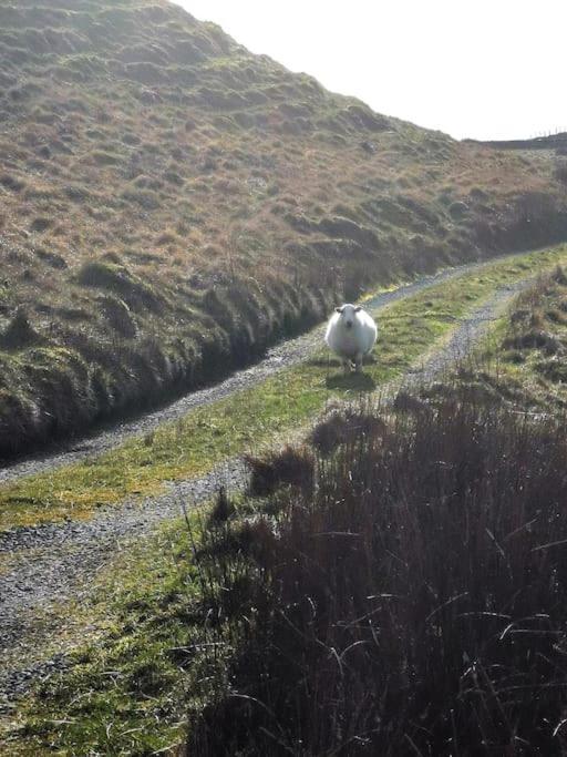 Zipworld Waterfalls Eryri Dogs Welcome 3 Bed Sleeps 5 Blaenau Ffestiniog Eksteriør bilde